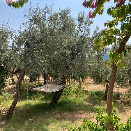 Casa Sisu-Appartamento Immerso Negli Ulivi Sant'Elia Fiumerapido Luaran gambar