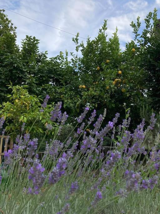 Casa Sisu-Appartamento Immerso Negli Ulivi Sant'Elia Fiumerapido Luaran gambar
